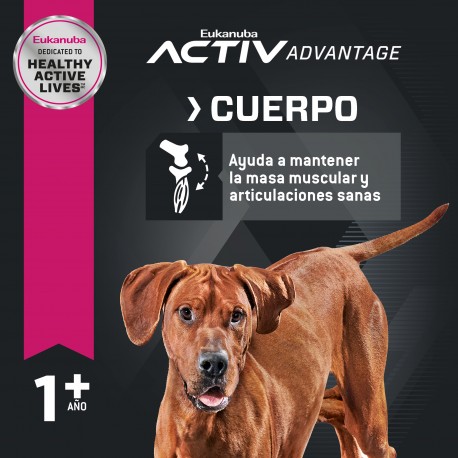 Eukanuba Adult Large Breed 3 KG