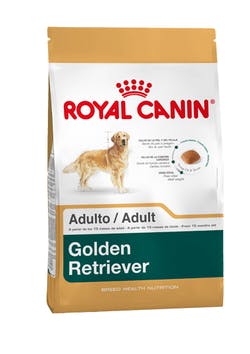 Golden Retriever Adulto