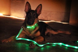 [150290] CONJUNTO COLLAR Y CORREA CON LED  - PER-ROS