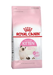 [2522004] Kitten