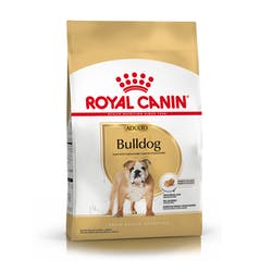 [3755120] Bulldog Adulto